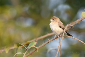 Indian-Silverbill--(Lonchura-malabarica)03