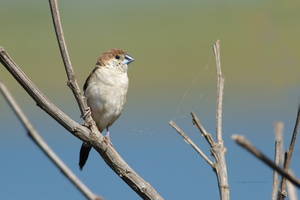 Indian-Silverbill--(Lonchura-malabarica)04