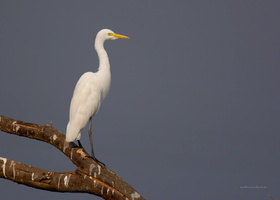 Intermediate-Egret-(Mesophoyx-intermedia)02