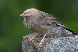 jungle-babbler-(Turdoides-striata)