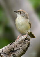 jungle-prinia-(Prinia-sylvatica)