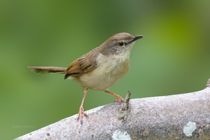 jungle-prinia-(Prinia-sylvatica)01