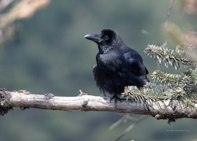Large-billed-Crow-(Corvus-macrorhynchos)