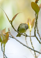 Large-billed-Leaf-Warbler-(Phylloscopus-magnirostris)