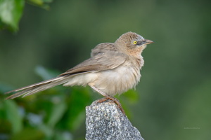 large-grey-babbler-(Turdoides-malcolmi)01