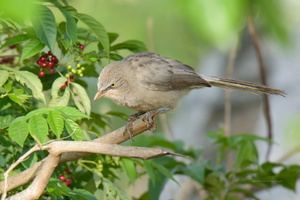 large-grey-babbler-(Turdoides-malcolmi)