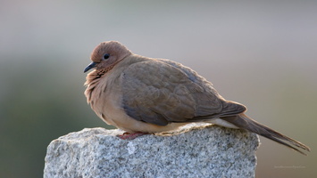 Laughing-Dove-(Spilopelia-senegalensis)02