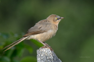 large-grey-babbler-(Turdoides-malcolmi)02
