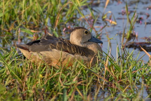 Lesser-Whistling-duck-(Dendrocygna-javanica)04