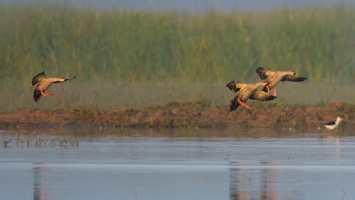 Lesser-Whistling-duck-(Dendrocygna-javanica)03