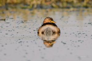 Little-Grebe-(Tachybaptus-ruficollis)01