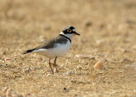 Little-Ringed-Plover-(Charadrius-dubius)