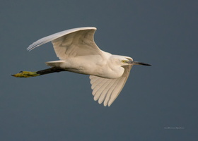 Little-Egret-(Egretta-garzetta)05