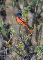 Long-tailed-Minivet-(Pericrocotus-ethologus)