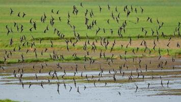 little-stint-(Calidris-minuta)