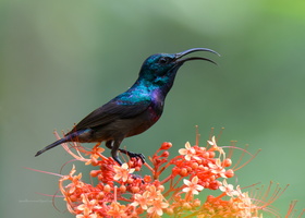Loten's-sunbird(Cinnyris-lotenius)