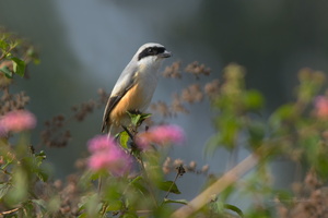 Long-tailed-Shrike-(Lanius-schach)