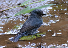 Nilgiri-flycatcher-(Eumyias-albicaudatus)
