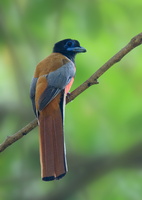 Malabar-Trogon-(Harpactes-fasciatus)01