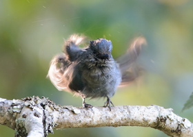 Nilgiri-flycatcher-(Eumyias-albicaudatus)01