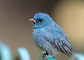 Nilgiri-flycatcher-(Eumyias-albicaudatus)03