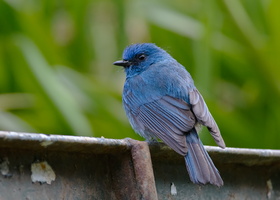 Nilgiri-flycatcher-(Eumyias-albicaudatus)02