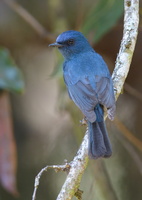 Nilgiri-flycatcher-(Eumyias-albicaudatus)05