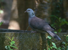 Nilgiri-Woodpigeon-(Columba-elphinstonii)