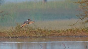 Northern-Pintail-(Anas-acuta)