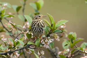 Olive-backed-Pipit-(Anthus-hodgsoni)