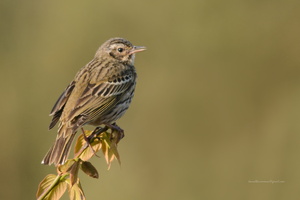 Olive-backed-Pipit-(Anthus-hodgsoni)01