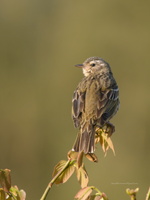 Olive-backed-Pipit-(Anthus-hodgsoni)02