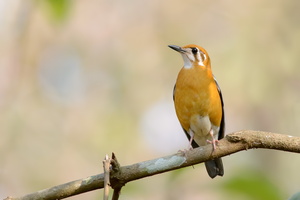 Orange-headed-Thrush-(Zoothera-citrina)