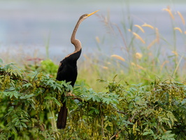 Oriental-Darter-(Anhinga-melanogaster)03