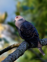 Oriental-Turtle-Dove(Streptopelia-orientalis)