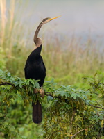 Oriental-Darter-(Anhinga-melanogaster)04