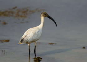 Oriental-White-Ibis-(Threskiornis-melanocephalus)