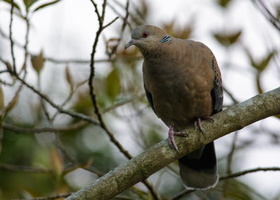 Oriental-Turtle-Dove(Streptopelia-orientalis)01