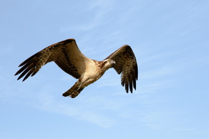 osprey-(Pandion-haliaetus)-(2)