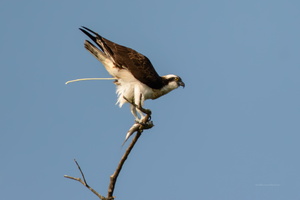 osprey-(Pandion-haliaetus)01