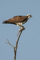 osprey-(Pandion-haliaetus)