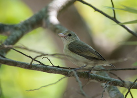 Pale-billed-Flowerpecker-(Dicaeum-erythrorhynchos)