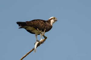 osprey-(Pandion-haliaetus)02