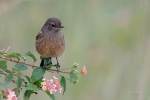 Pied-bush-chat-(Saxicola-caprata)01