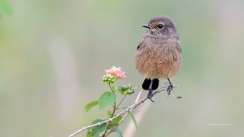 Pied-bush-chat-(Saxicola-caprata)