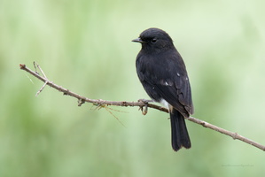 Pied-bush-chat-(Saxicola-caprata)02