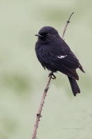 Pied-bush-chat-(Saxicola-caprata)03