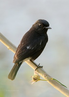 Pied-bush-chat-(Saxicola-caprata)04