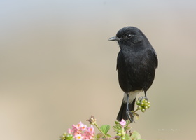 Pied-Bushchat-(Saxicola-caprata)11
