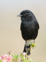 Pied-Bushchat-(Saxicola-caprata)12